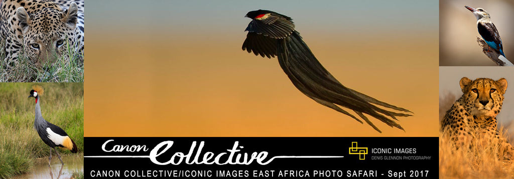 The Last Of the Twelve...Canon Collective and Iconic Images - Africa Photo Safari