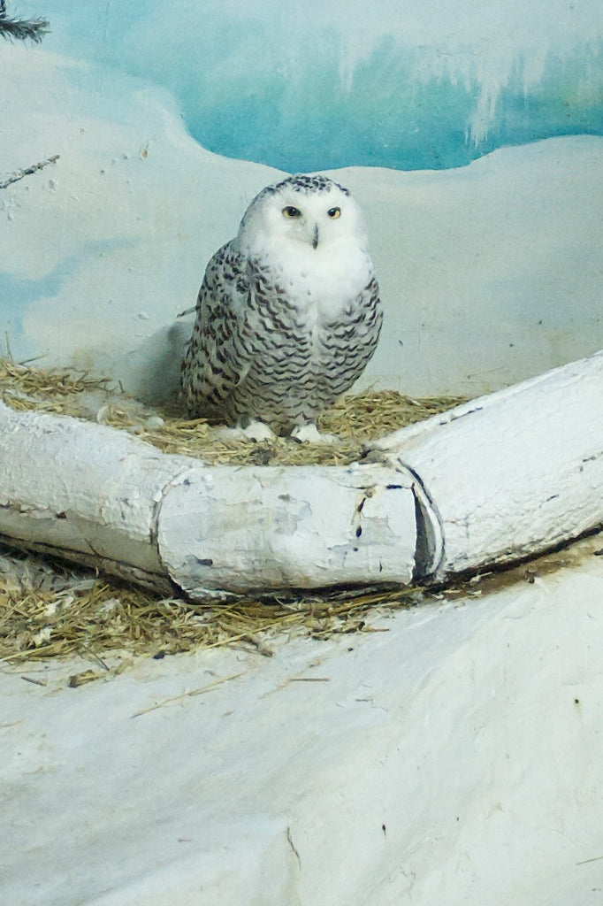 Is That You, Howland Owl?