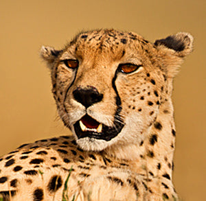cheetah140116.jpg