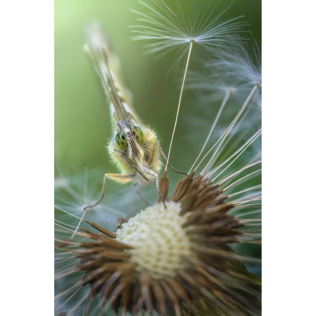 Laowa 100mm 2X Ultra Macro APO Lens for Sony E – Camera